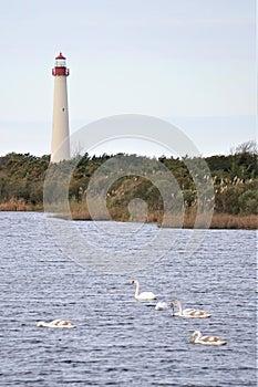 Cape May Point State Park lighthouse and waterfowl