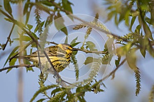 Cape May Warbler