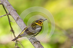 Cape May Warbler (Setophaga tigrina)