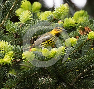 Cape May Warbler