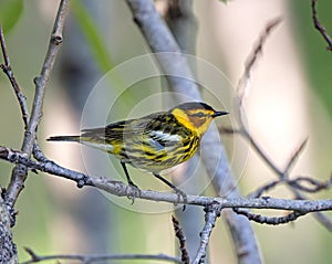 Cape May Warbler in summer plumage