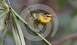 Cape May Warbler