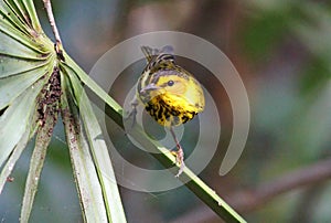 Cape May Warbler