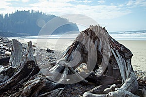 Cape Meares Wood Formation