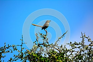 Cape mockingbird at the top of a branch