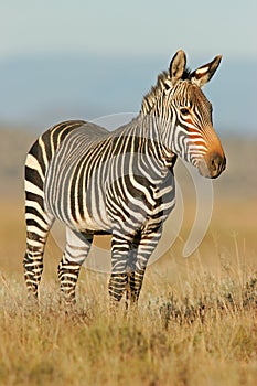 Cape Mountain Zebra