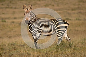 Cape Mountain Zebra