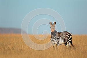 Cape Mountain Zebra