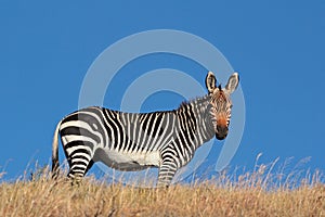 Cape Mountain Zebra