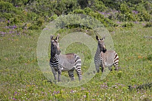 Cape Mountain Zebra