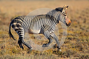 Cape Mountain Zebra