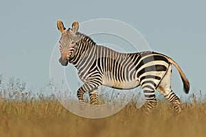 Cape Mountain Zebra