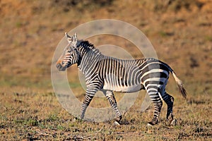 Cape Mountain Zebra