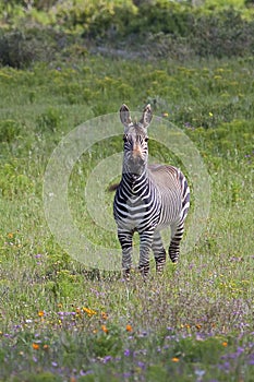 Cape Mountain Zebra amongst spring flowers