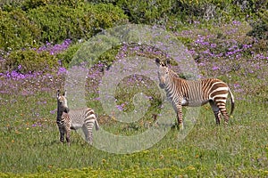 Cape Mountain Zebra amongst spring flowers