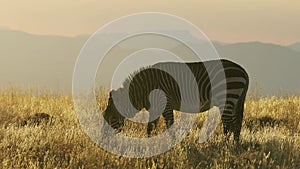 Cape mountain zebra in early morning light