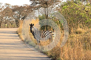 Cape Mountain Zebra Equus zebra, Kruger National Park, South Africa