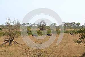 Cape Mountain Zebra Equus zebra, Kruger National Park, South Africa