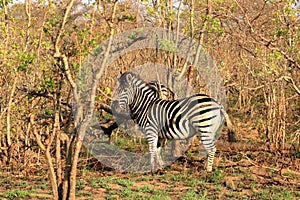 Cape Mountain Zebra Equus zebra, Kruger National Park, South Africa