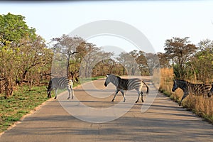 Cape Mountain Zebra Equus zebra, Kruger National Park, South Africa