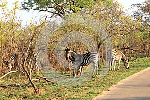 Cape Mountain Zebra Equus zebra, Kruger National Park, South Africa