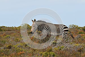 Cape Mountain Zebra (Equus zebra zebra)