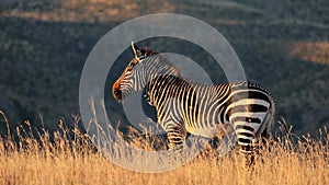 Cape mountain zebra in grassland at sunrise, Mountain Zebra National Park, South Africa