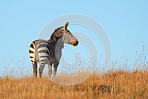 Cape mountain zebra in open grassland, Mountain Zebra National Park, South Africa