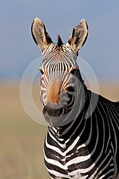 Cape Mountain Zebra portrait