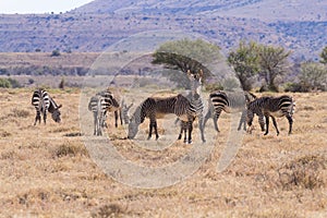 Cape mountain zebra, South Africa