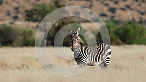 A Cape mountain zebra standing in open grassland, Mountain Zebra National Park, South Africa