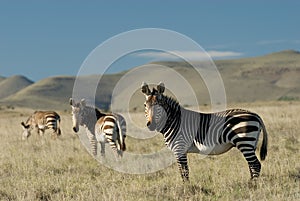 Cape Mountain Zebras