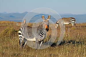 Cape mountain zebras in grassland