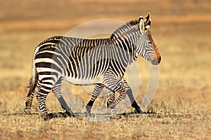 Cape mountain zebras in natural habitat