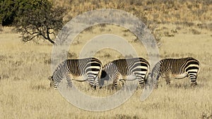 Cape mountain zebras in open grassland