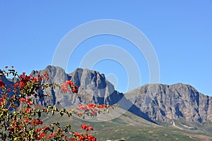 Cape Mountains