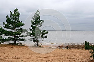 Cape Naval coast of the Gulf of Finland a place of rest near the forest