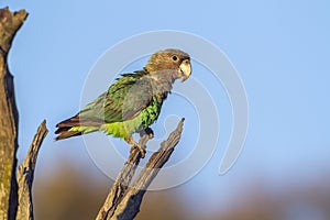 Cape Parrot in Kruger National park, South Africa