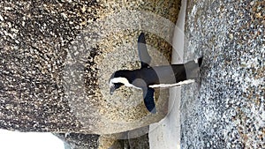 Cape Penguin - wild bird at Boulders beach in Cape Town