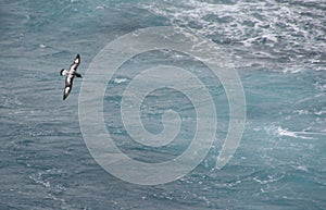Cape Petrel