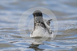 Cape Petrel, Antartic bird, photo