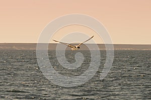 Cape Petrel, Antartic bird,