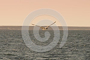 Cape Petrel, Antartic bird, photo