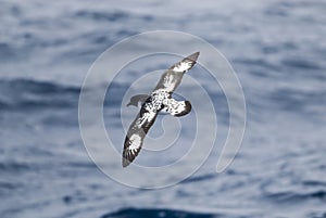 Cape Petrel, Antartic bird, AntÃÂ¡rtica photo