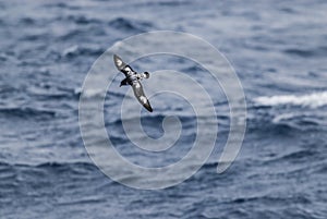 Cape Petrel, Antartic bird, AntÃÂ¡rtica photo