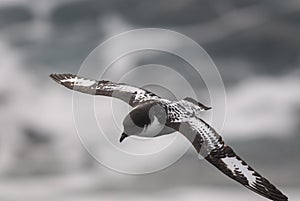 Cape petrel, Antartica