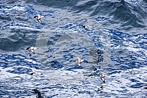 Cape petrel bird fly over the Antarctic Ocean