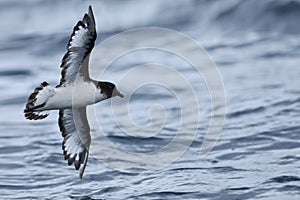 Cape Petrel, Daption capense, in flight