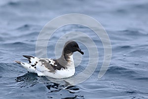 Cape Petrel, Daption capense, on ocean