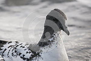Cape petrel , Deception Island,